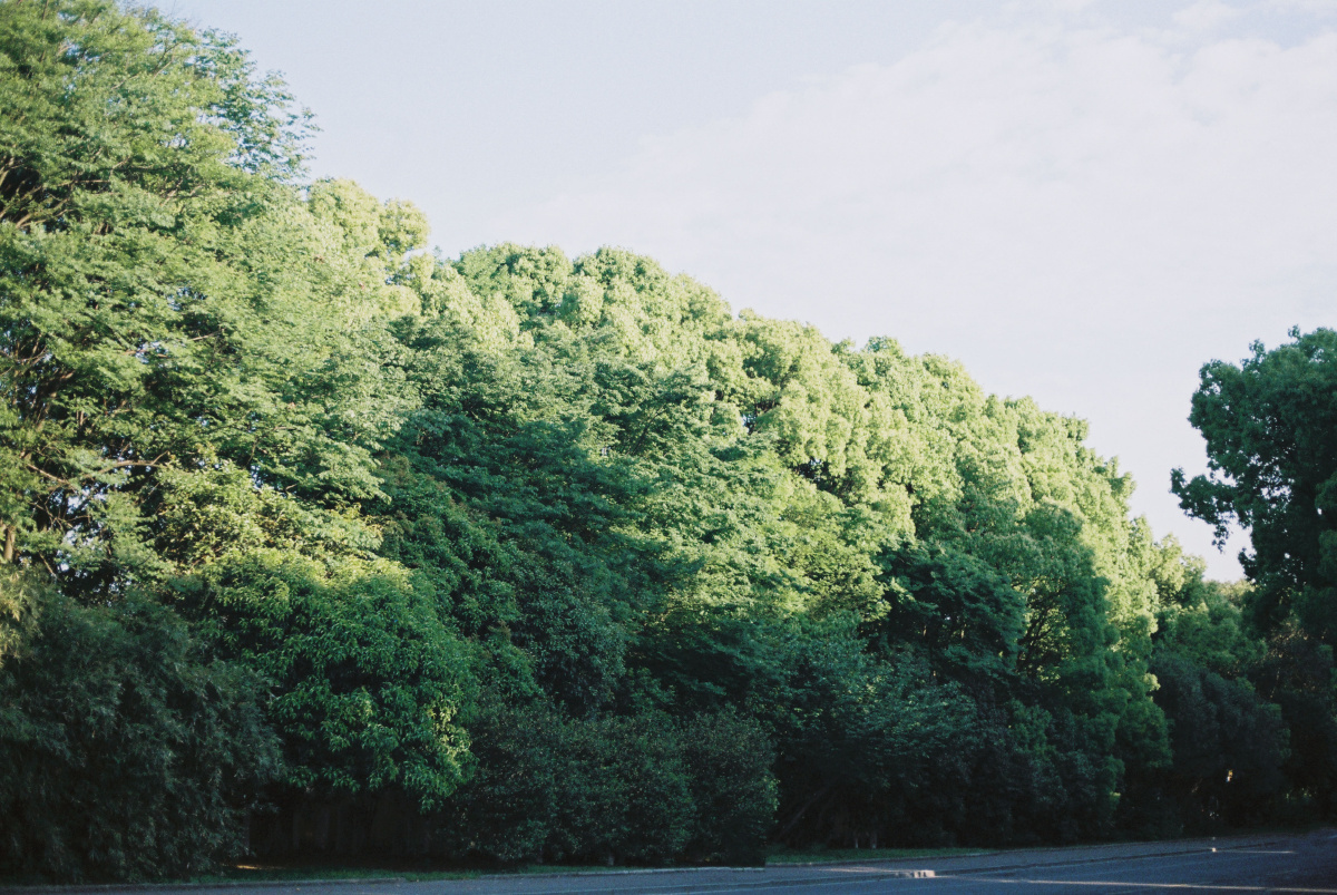 绿树浓荫夏日悠长