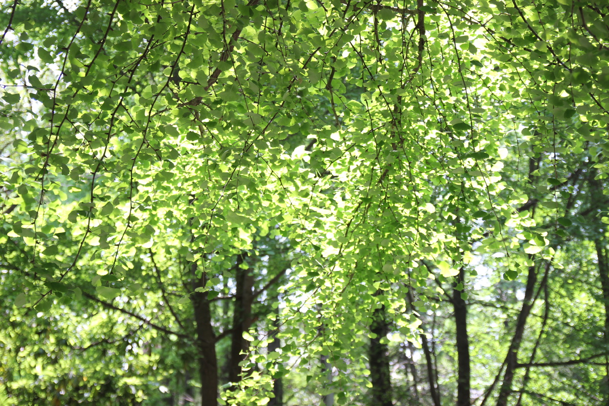 来自大自然的馈赠