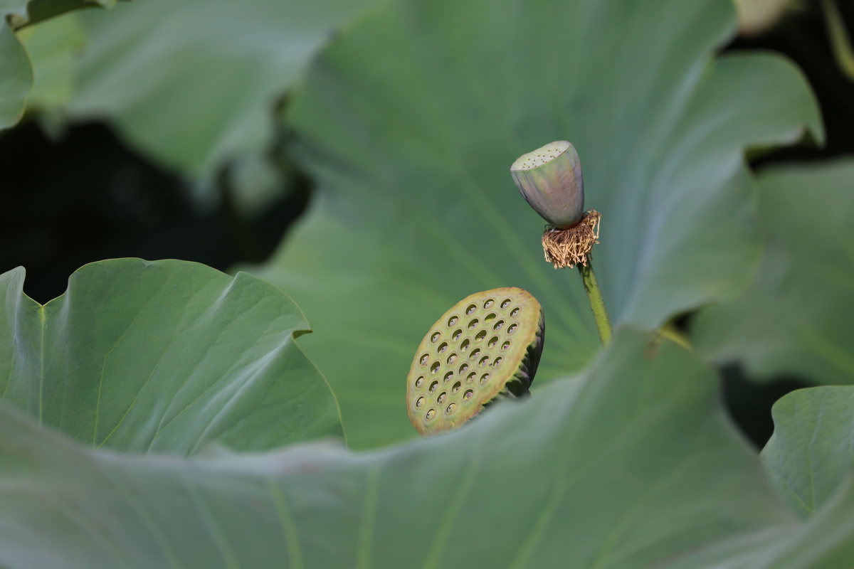 荷叶莲子