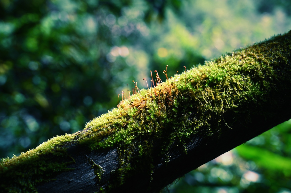 云南独龙江原始森林的植物这里有光