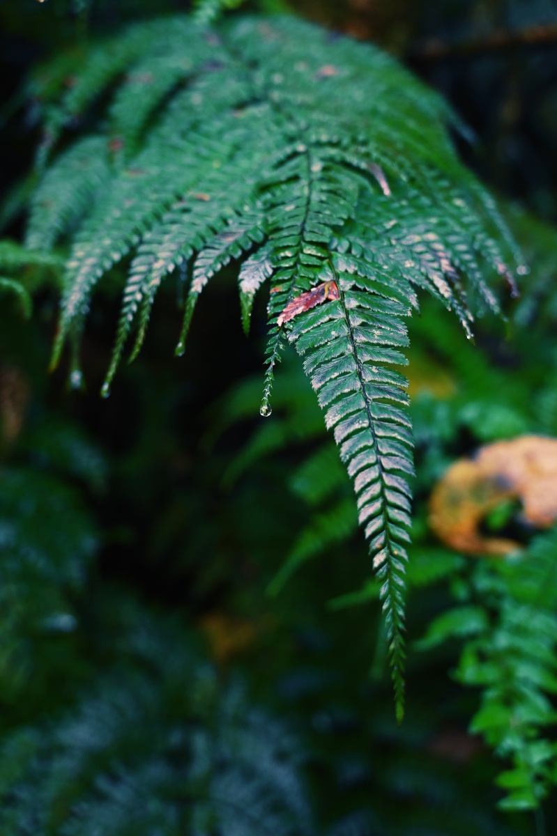 云南独龙江原始森林的植物这里有光