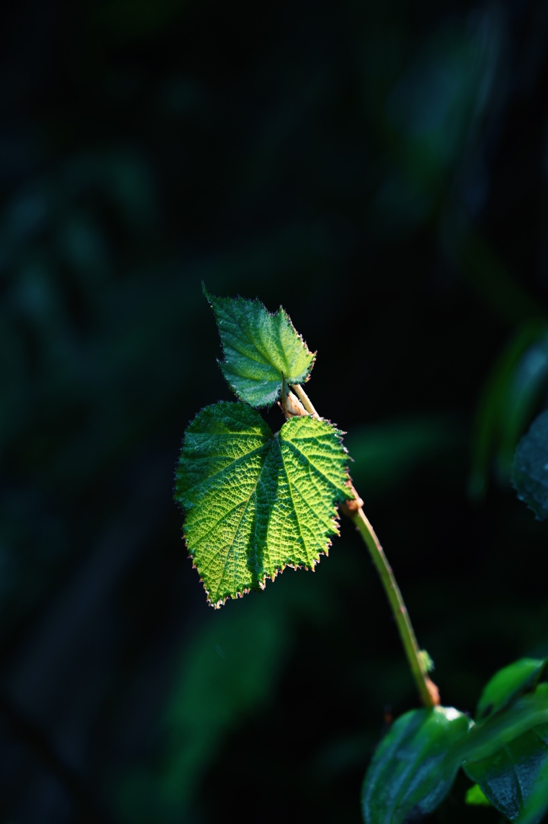 云南独龙江原始森林的植物这里有光