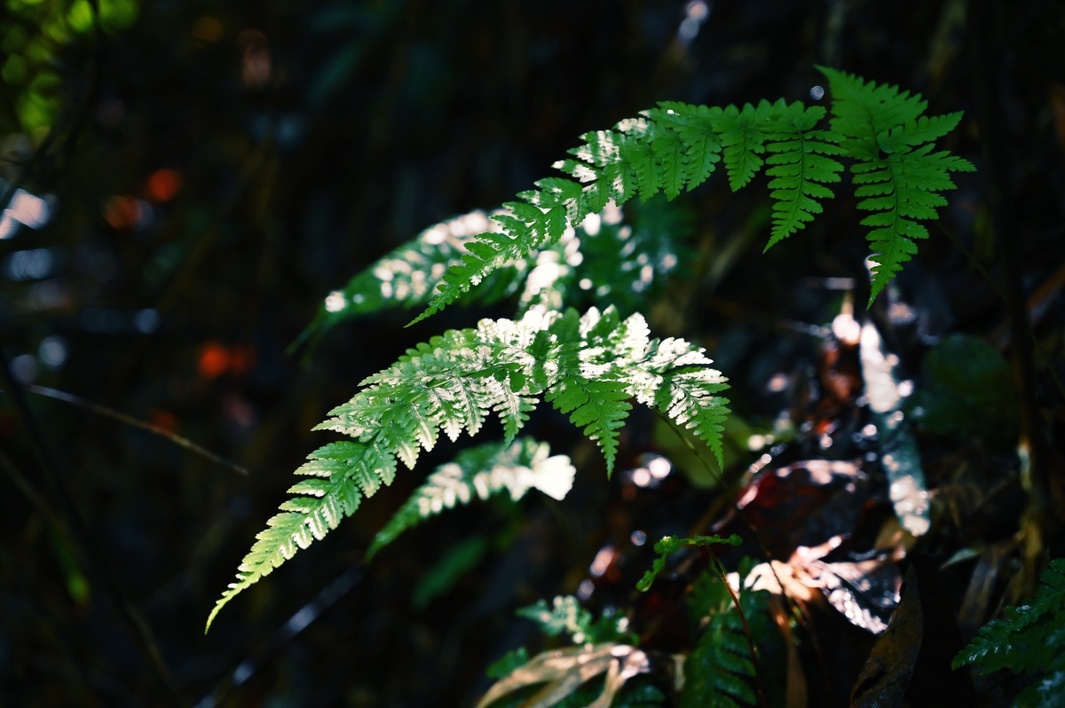 云南独龙江原始森林的植物这里有光