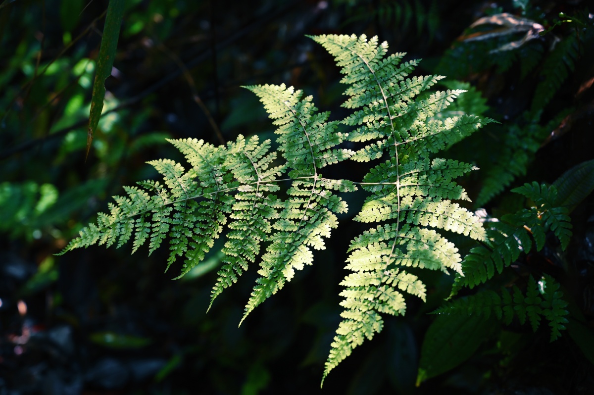 云南独龙江原始森林的植物这里有光