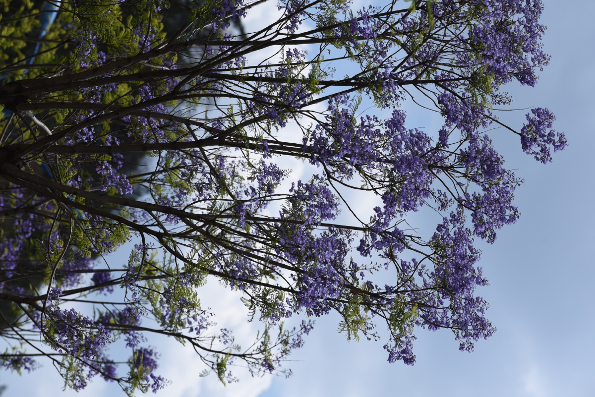 五月天大理洱海邂逅蓝花楹