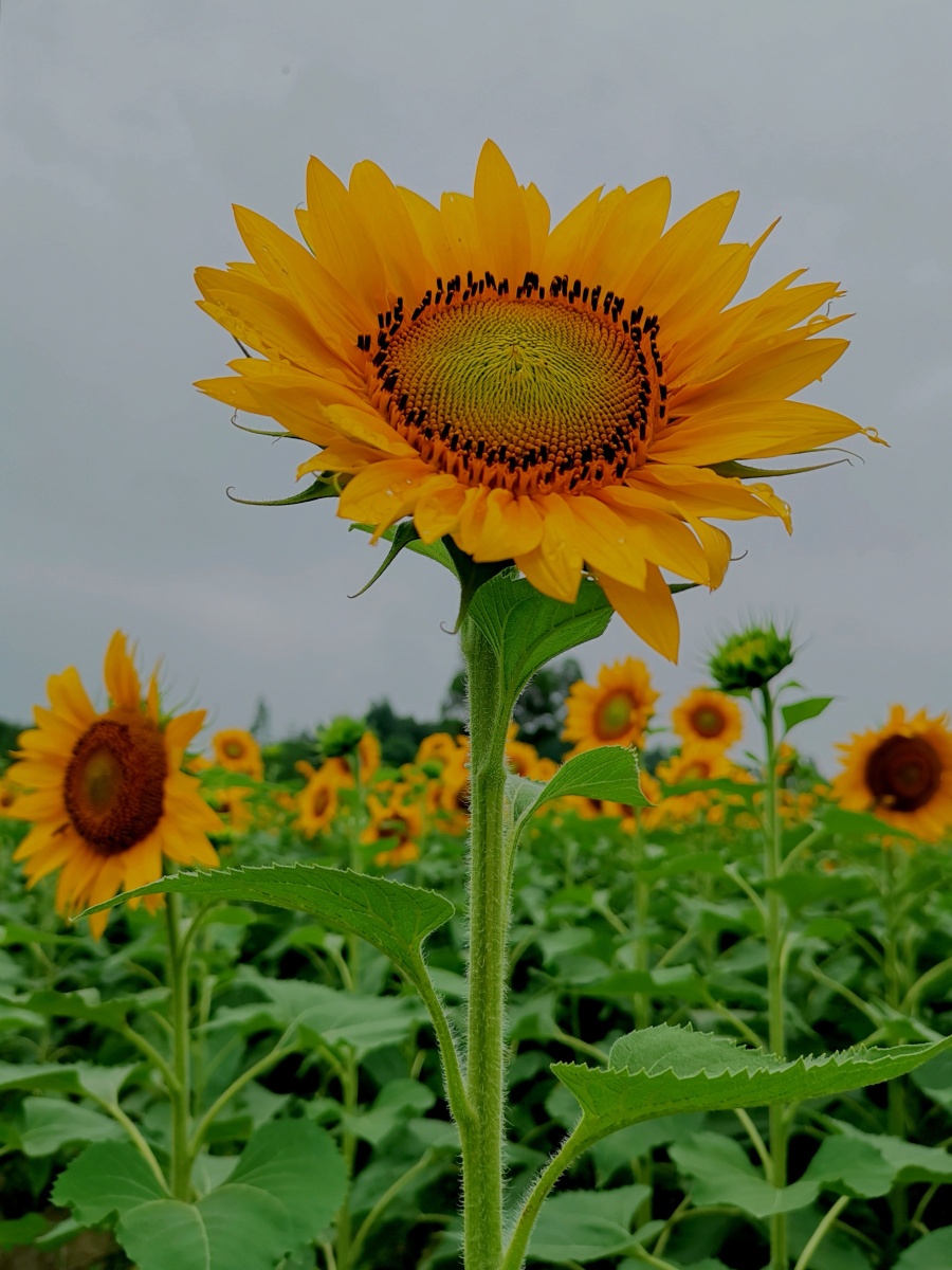 鹃灬2020年6月28日826关注向日葵华为摄影爱好者向日葵花手机huawei