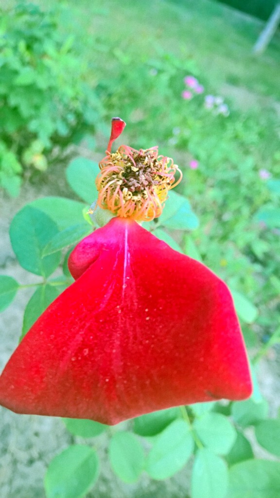 残花一变是仙子，天下无处不美丽。