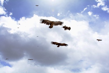 DSC_9651 - 