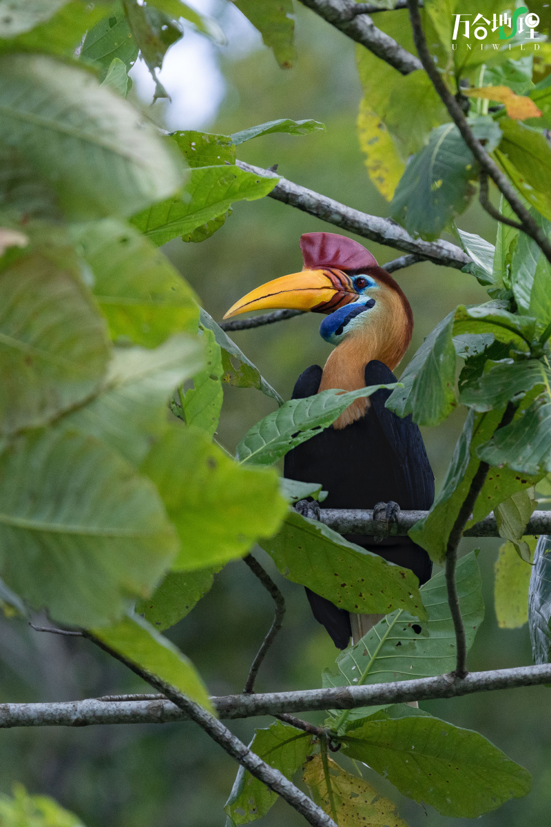 苏拉皱盔犀鸟,颜色真的很丰富,很漂亮!拍摄于万合地理的印尼生态摄影