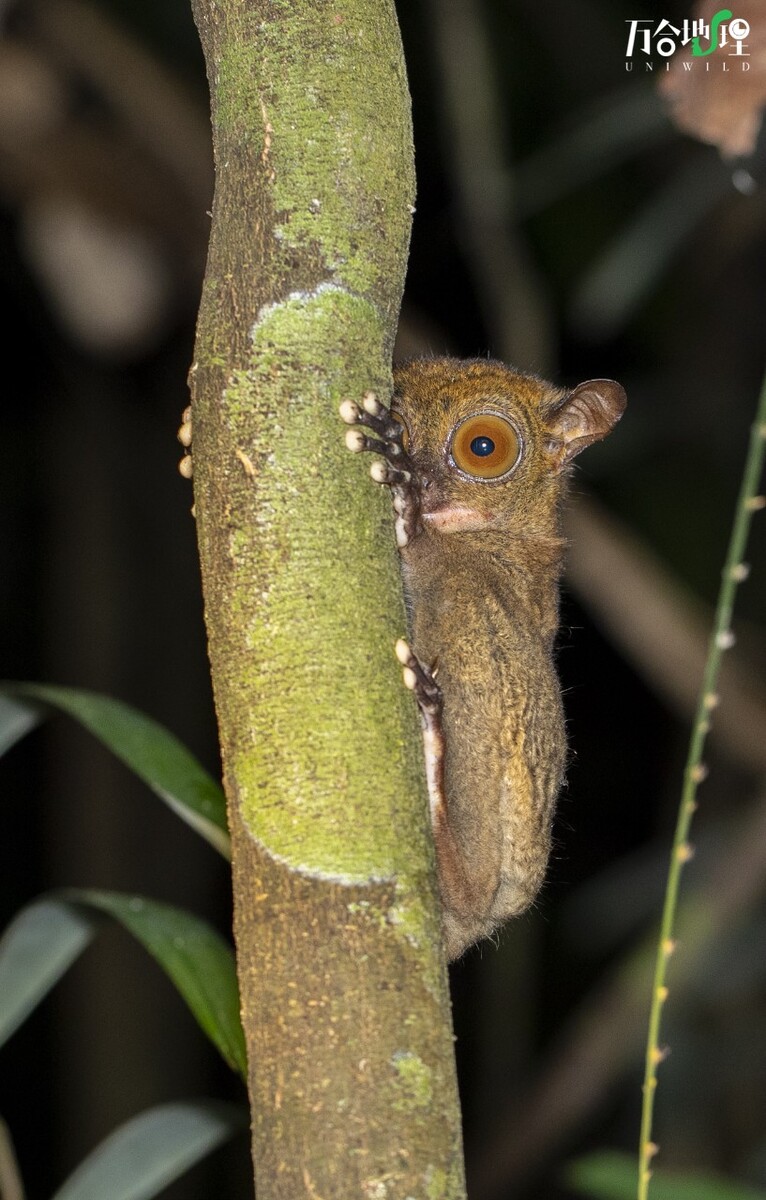 万合地理的婆罗洲热带雨林探索行程里拍到的邦加眼镜猴Western Tarsier