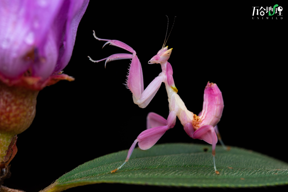 美艳的兰花螳螂若虫,是我一直梦想拍摄的微距题材,这次和我的王牌向导