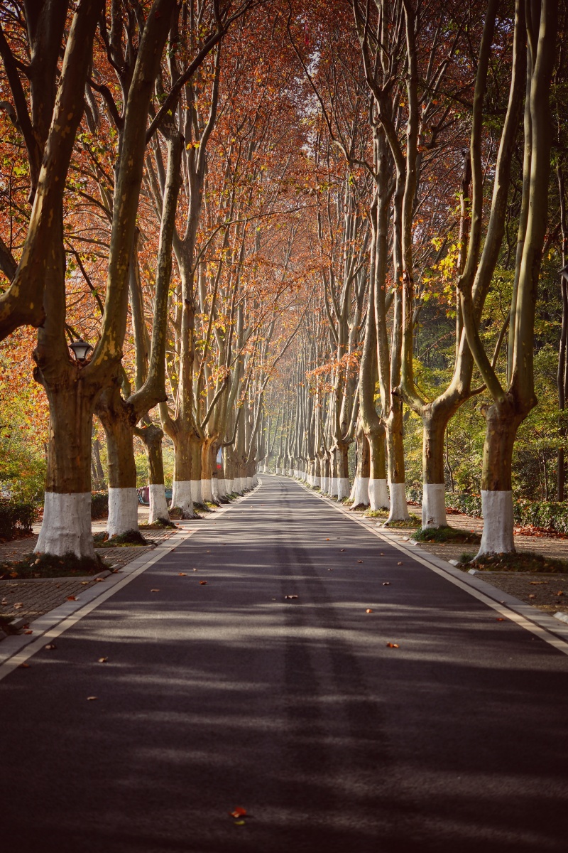 灵谷寺路上的树