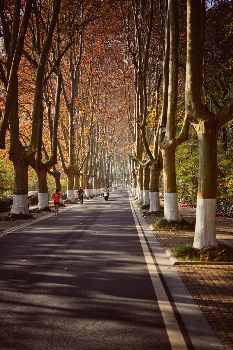 灵谷寺路上的树