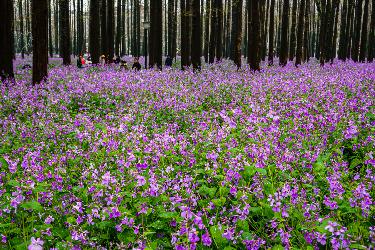 南京理工大学的二月兰长在一片水杉林下生长非常茂盛上面是毕直的水杉