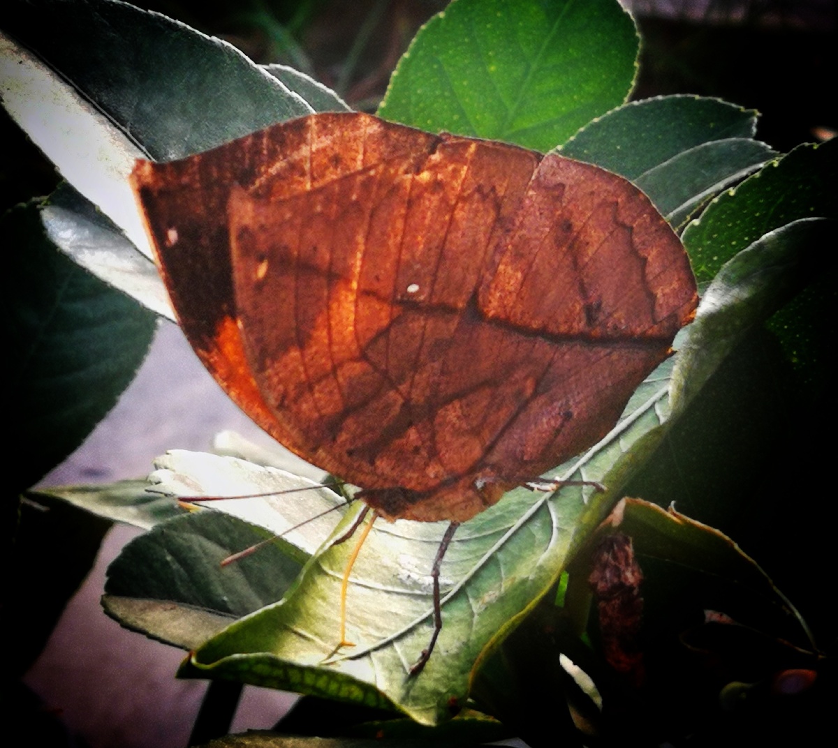 伪装高手枯叶夹蝶看似一片枯树叶实为一只活蝴蝶