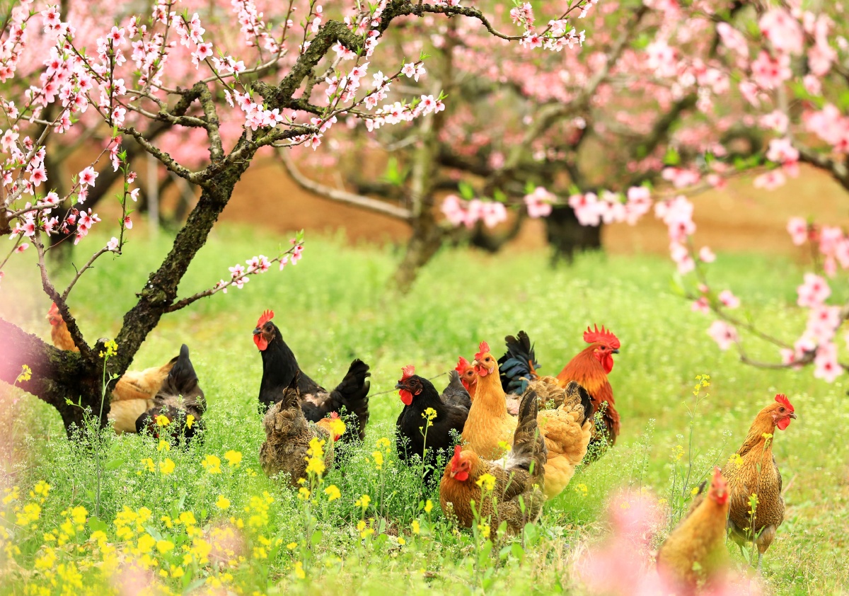 桃花树下鸡啄春