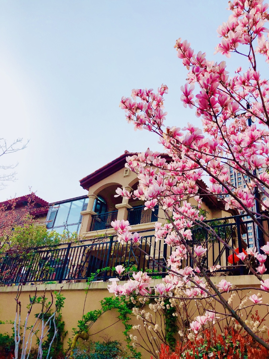 别墅里的花开了让花随心而动