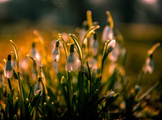 春花沐阳