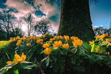 春花
