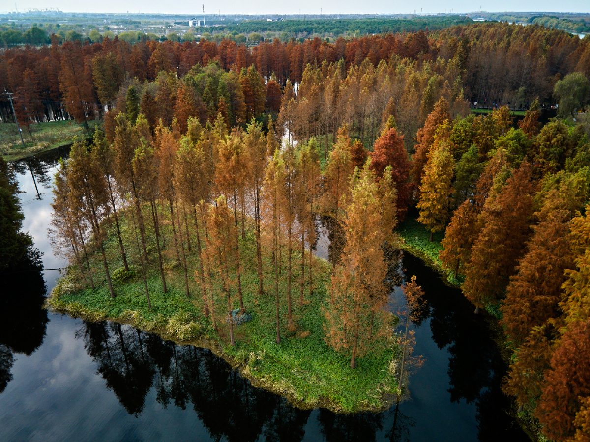 上海青西郊野公园水杉林航拍