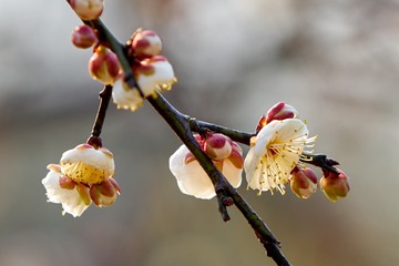夕阳下盛开的梅花
