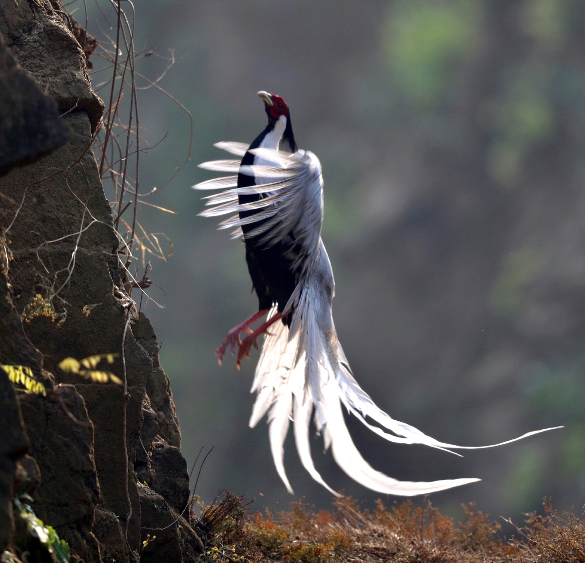 飞舞的白色精灵白鹇鸟