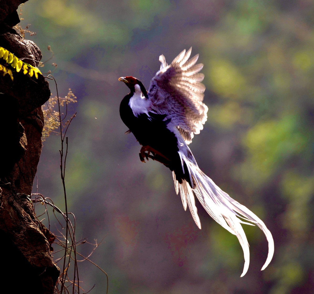 飞舞的白色精灵白鹇鸟
