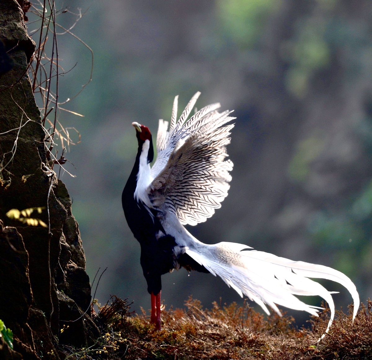 飞舞的白色精灵白鹇鸟