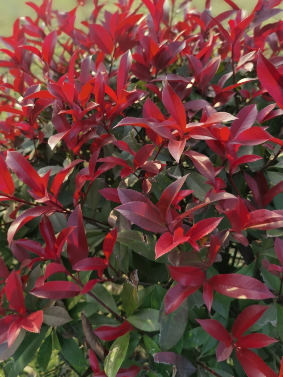 在冬日暖阳的照射下,被誉为"红叶绿篱之王"的红叶石楠,老枝老叶绿得发