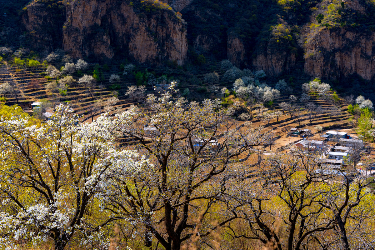 山屯梨花,梨花,梨花节_大山谷图库