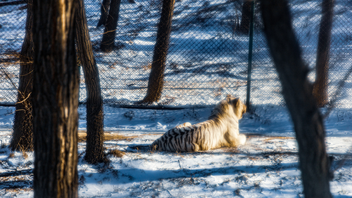 冰雪动物世界雪后的冬天去八达岭野生动物园,虽然有些不耐寒的动物