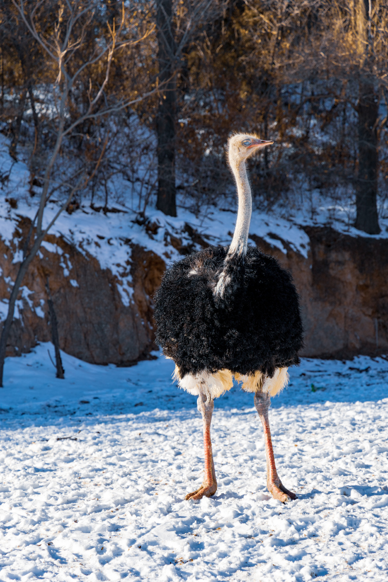 鸵鸟:新买的鸵鸟毛大衣,最配冬天啦