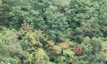 CF002152