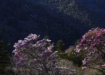CF004078