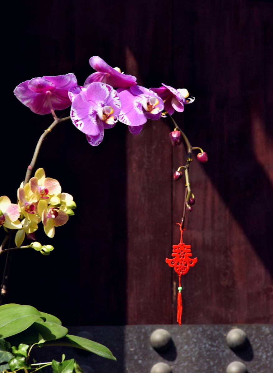 佛山花卉世界中心拍摄