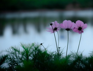 8C1F9D39-1F3A-45EC-80A3-4D006A3AE4F9/L0/001
