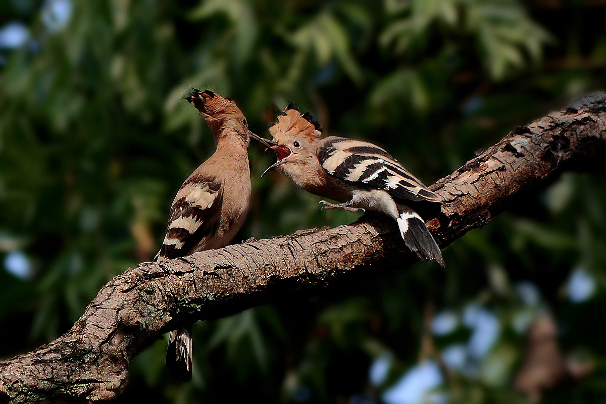 戴胜鸟哺小鸟第二是小鸟出窝还需老鸟喂食
