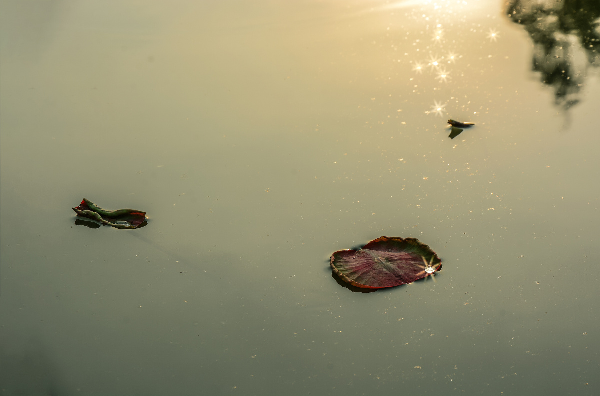 荷花嫩叶浮在水面上勾起联想