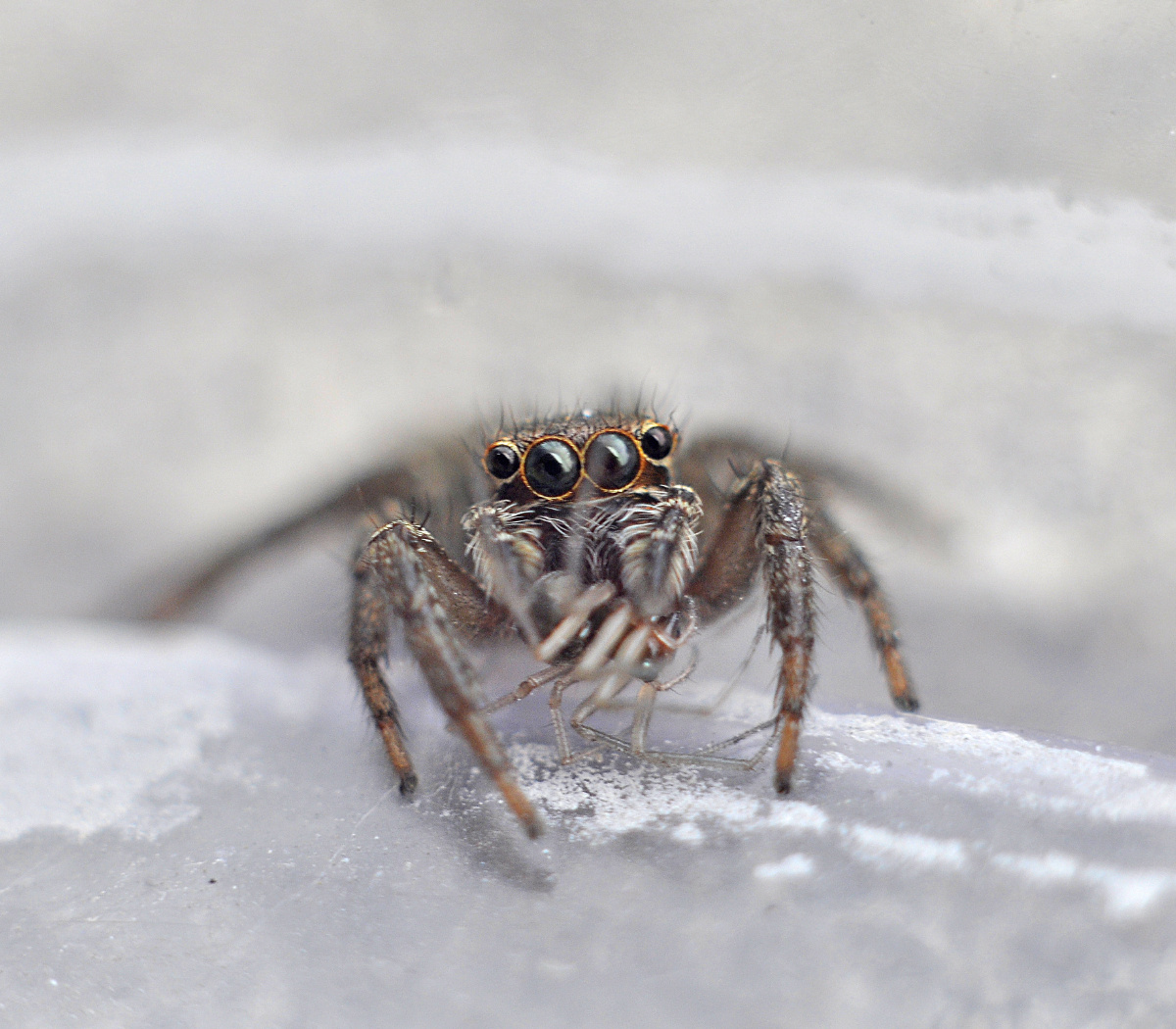 跳蛛吃异类小蛛蛛