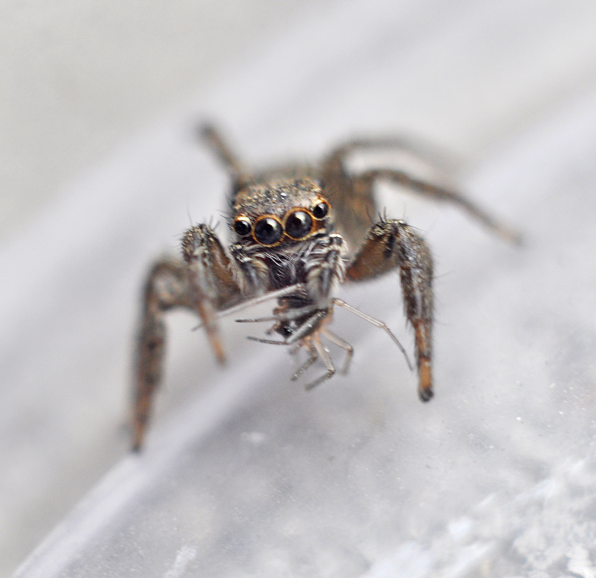 跳蛛吃异类小蛛蛛