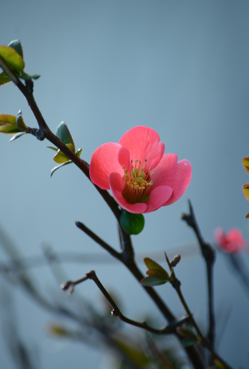 贴梗海棠花