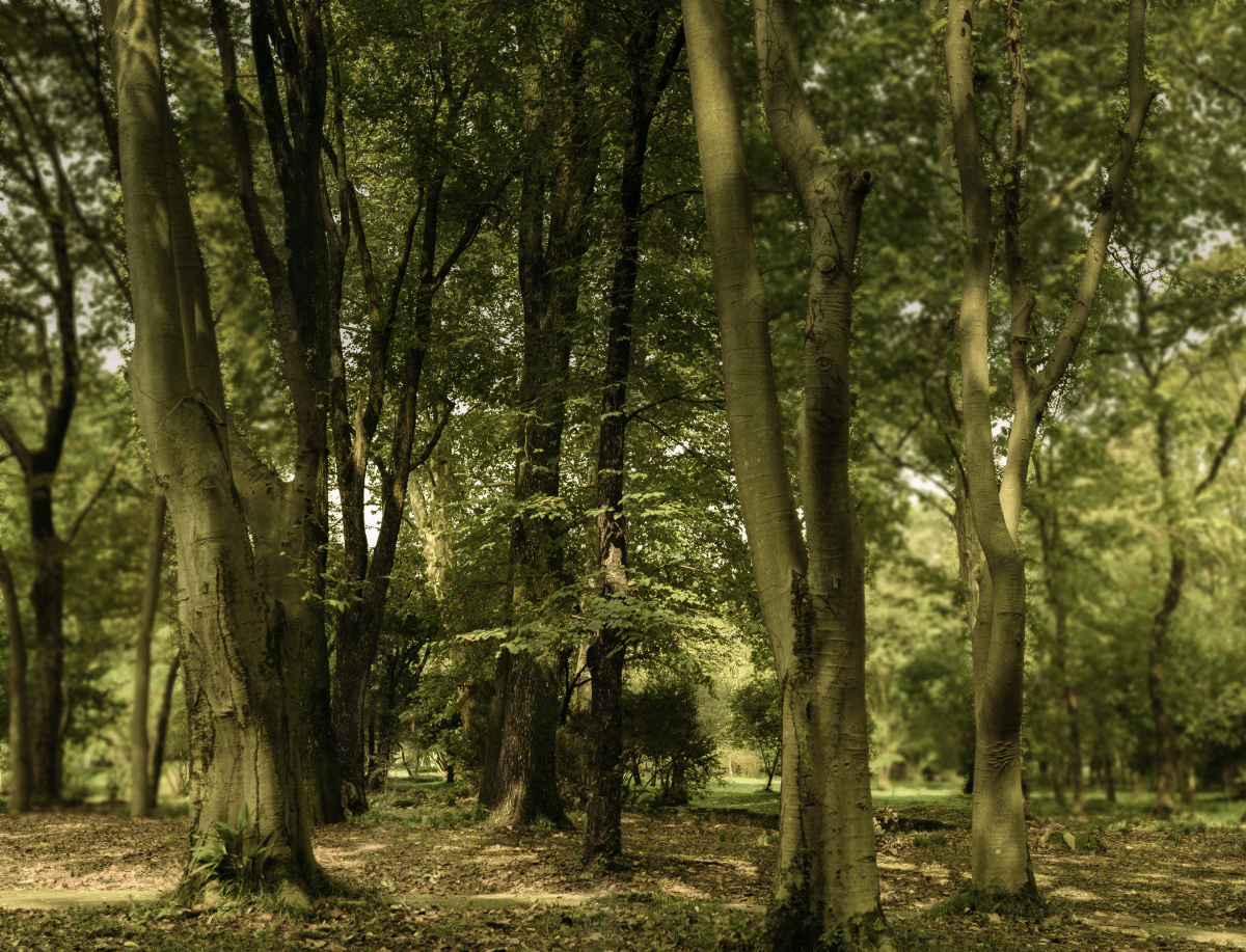 斑驳光影下的树林