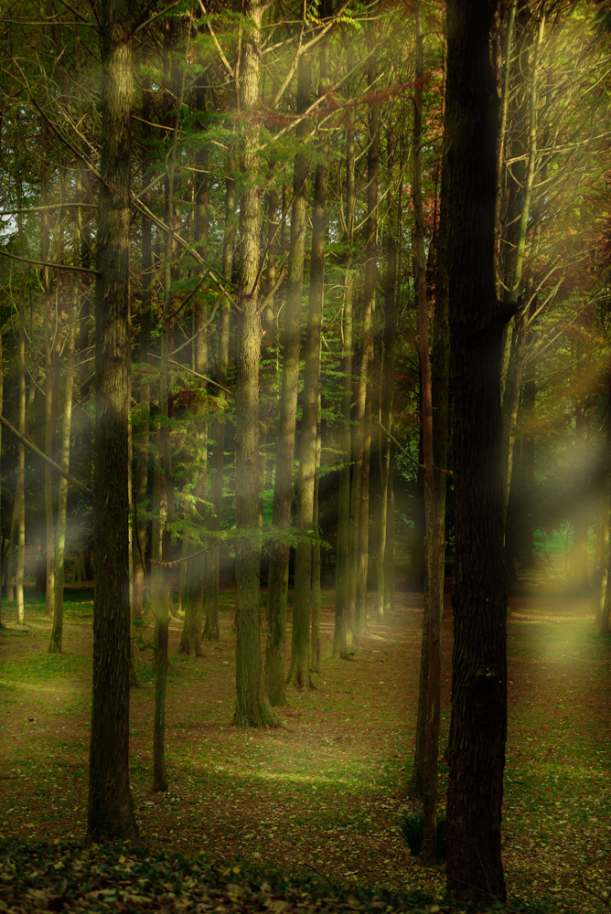 阳光洒满了树林