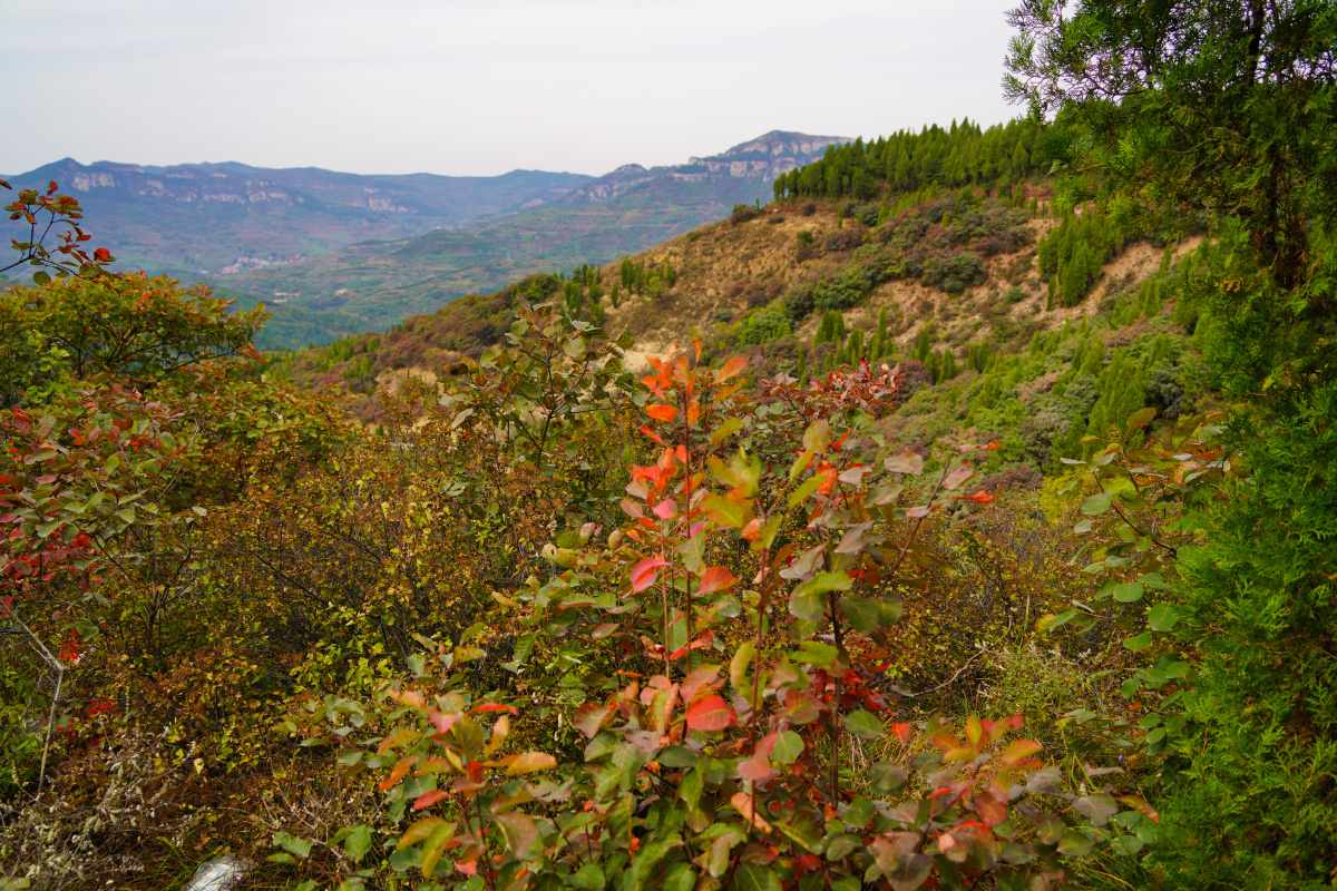 刚过中秋了有些急性的毛黄栌叶子变红了
