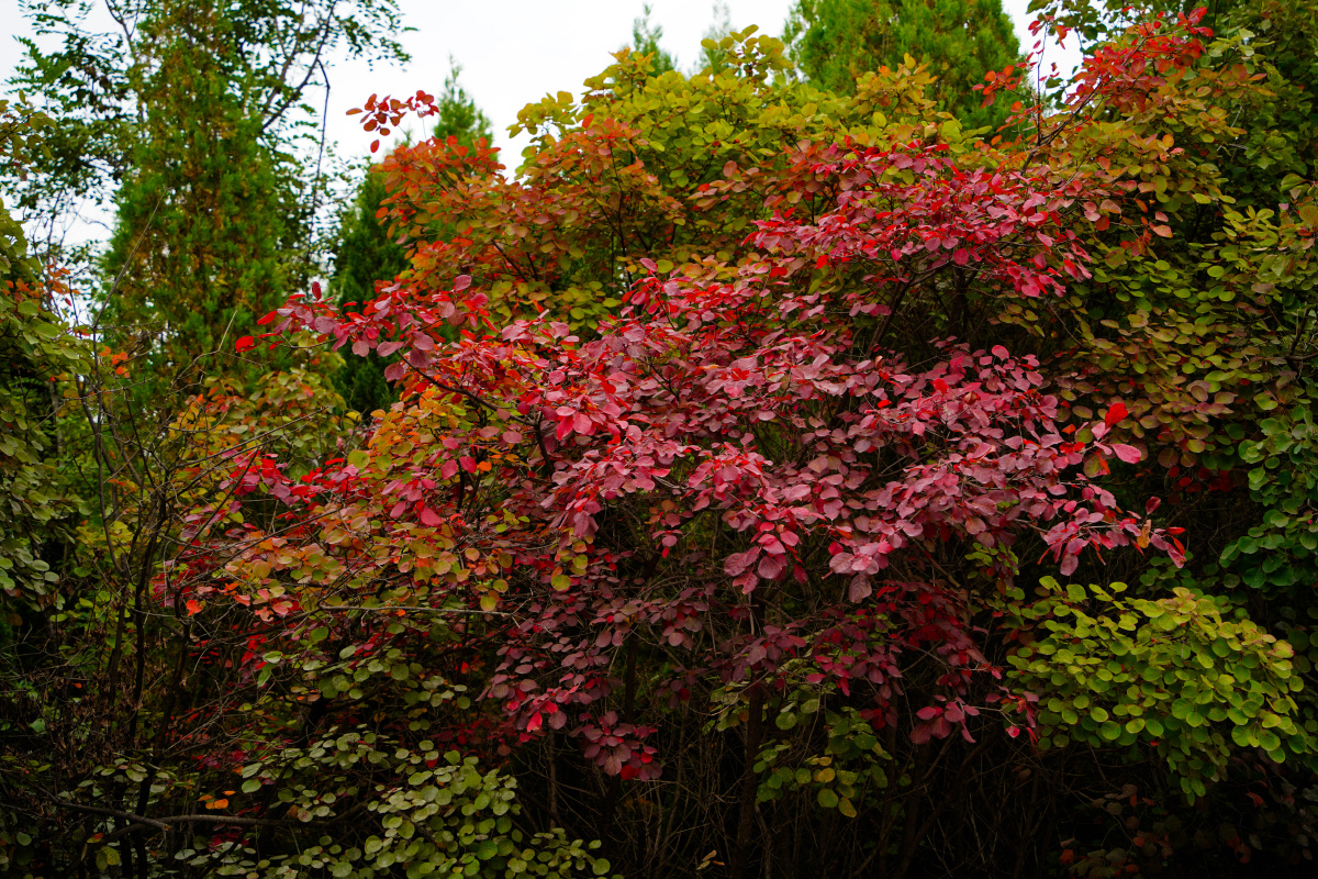 刚过中秋了,有些急性的毛黄栌叶子变红了.