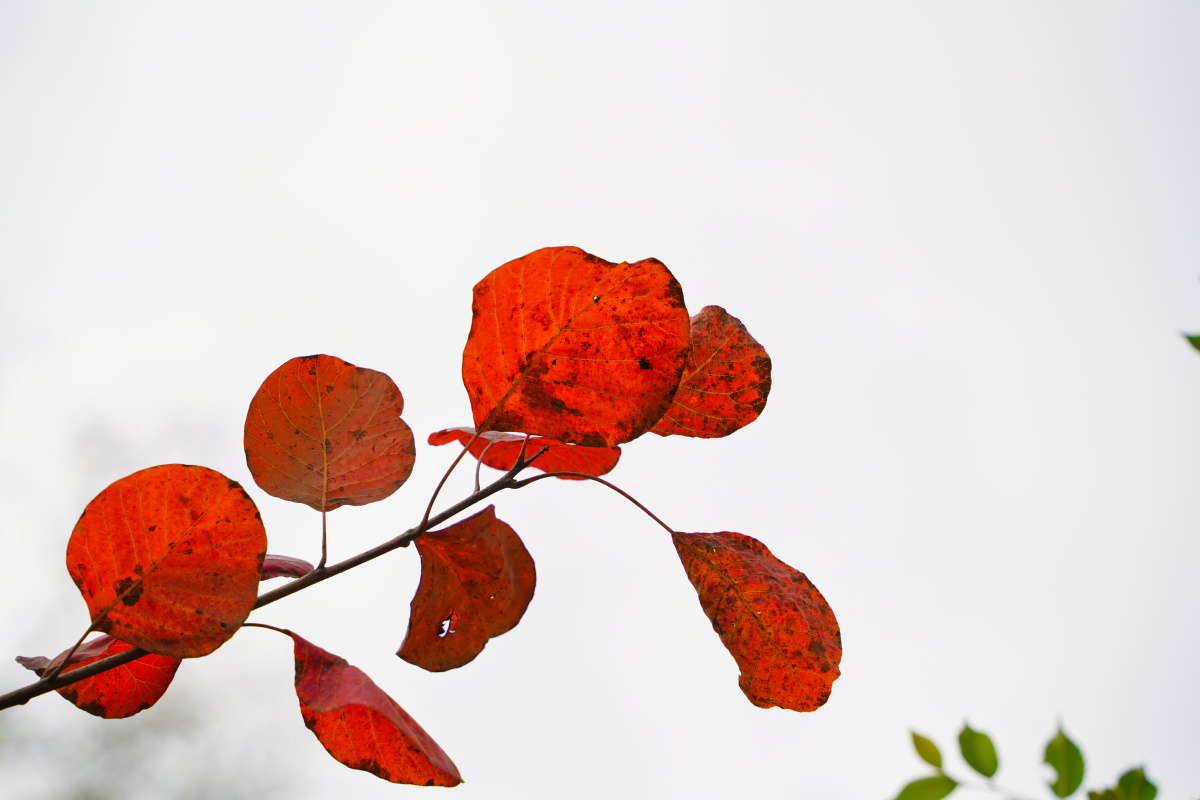 刚过中秋了有些急性的毛黄栌叶子变红了