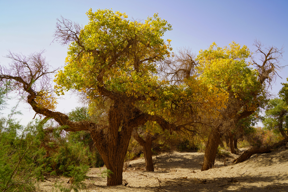 大漠胡杨一种杨树在气候极干燥狂风肆虐的大沙漠里顽强生存上千年即便