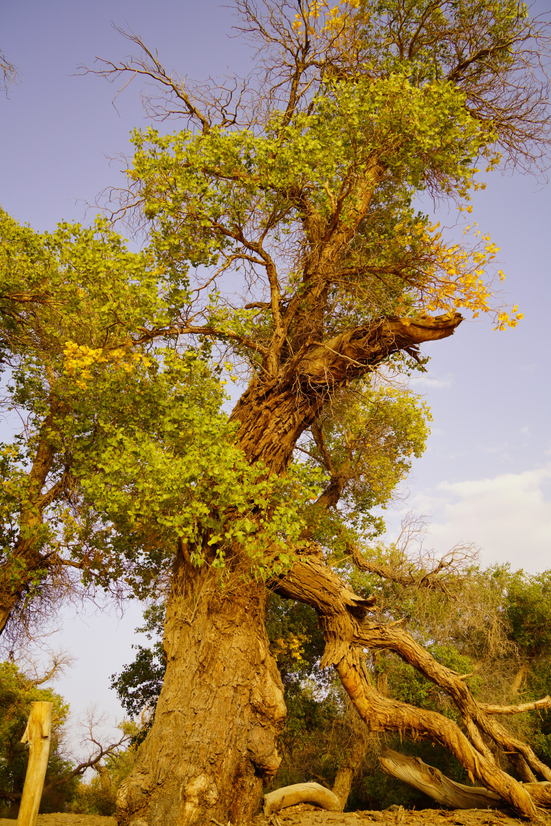 大漠胡杨