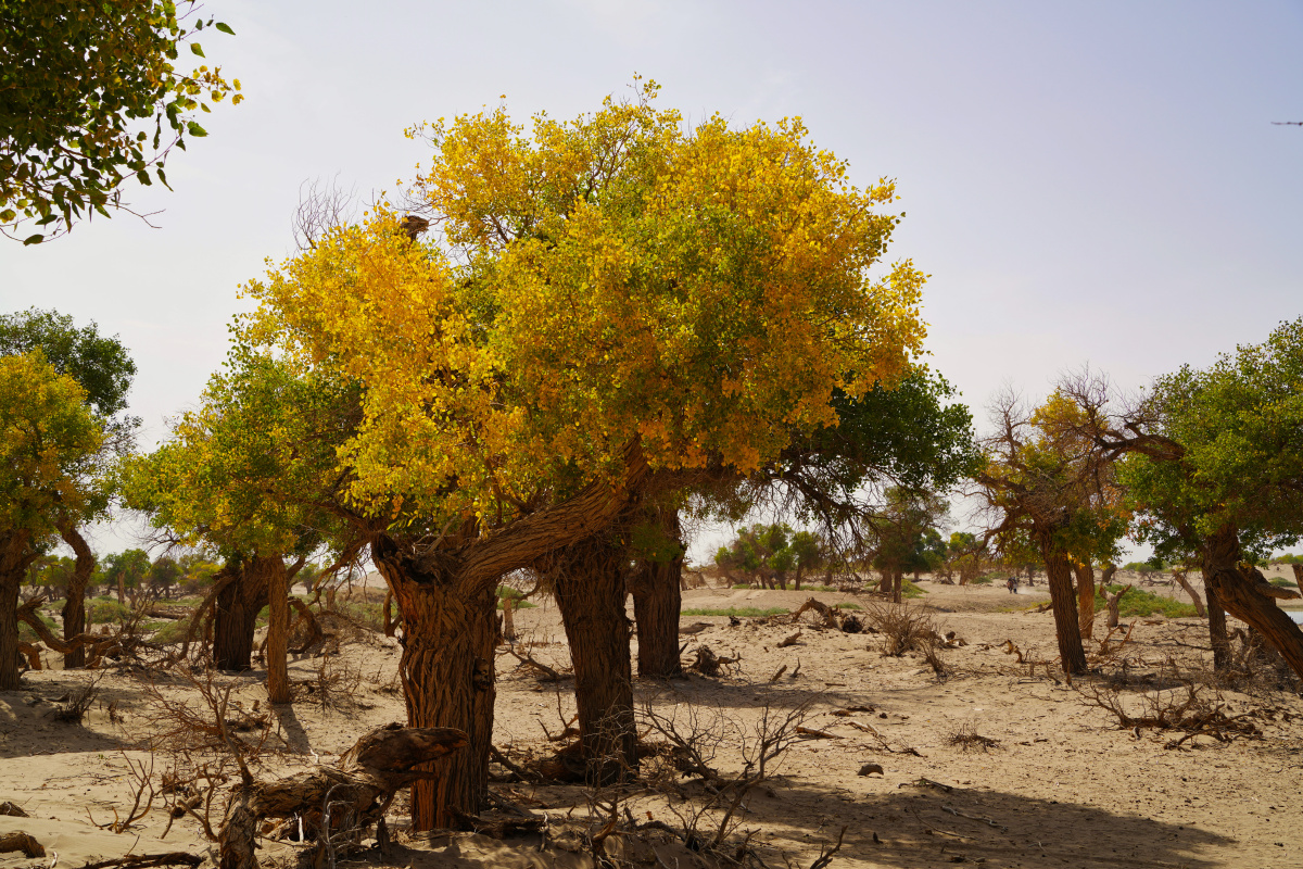 大漠胡杨,一种杨树在气候极干燥,狂风肆虐的大沙漠里顽强生存上千年