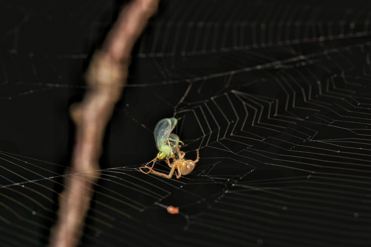 一组夜晚捕食的蜘蛛